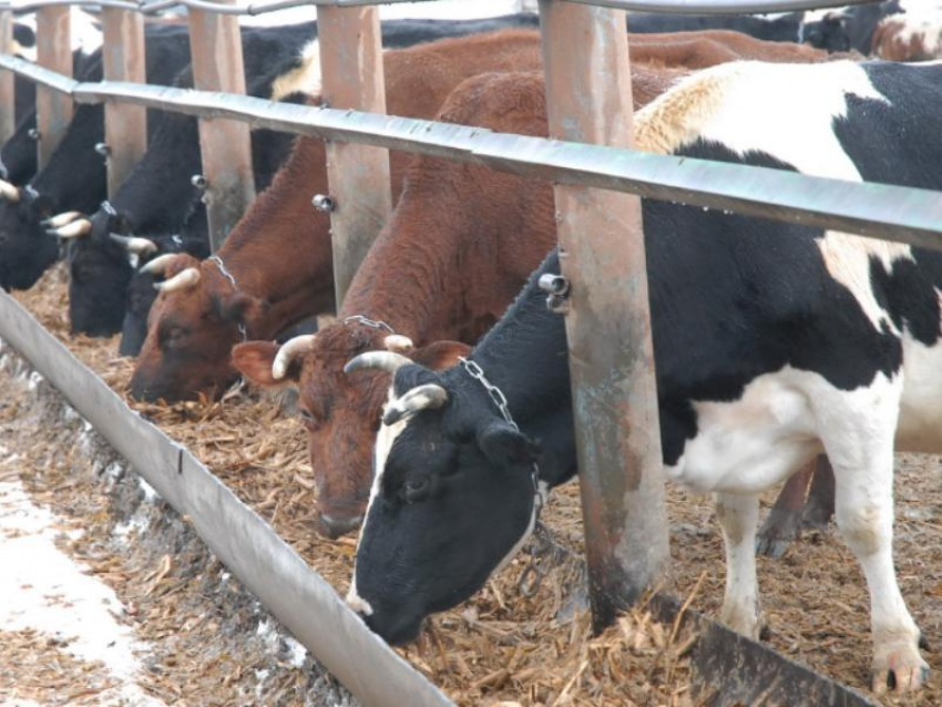 Фермер «спустил» многотысячный грант и попал под уголовное дело в воронежском селе