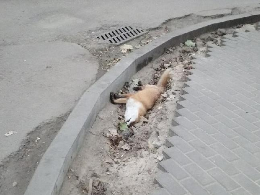 Мертвую лису обнаружили в самом центре Воронежа