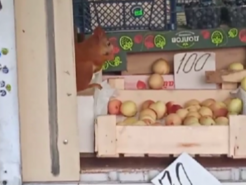 Красивая рыжая воровка попала на видео в продуктовой палатке в Воронеже 