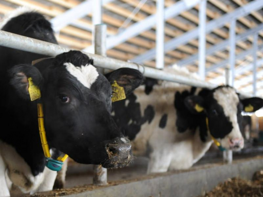 Больше 500 тыс. тонн молока дали коровки Воронежской области