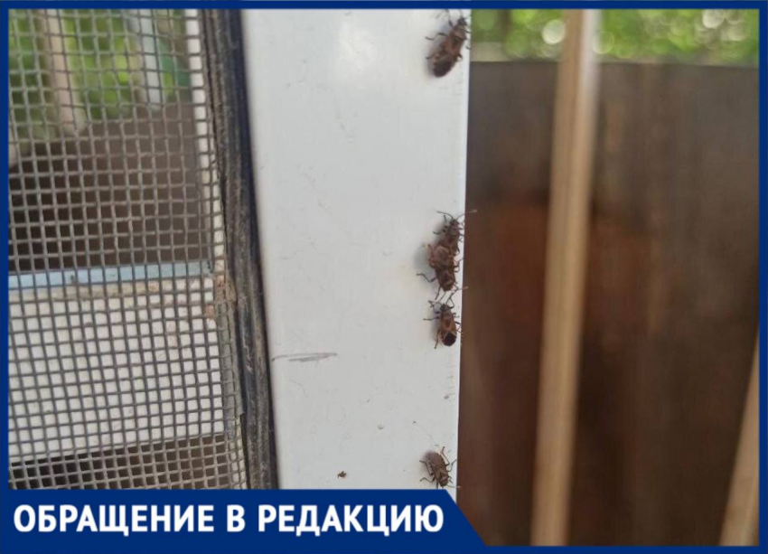 Сосущий вредитель беспокоит жителей Воронежа