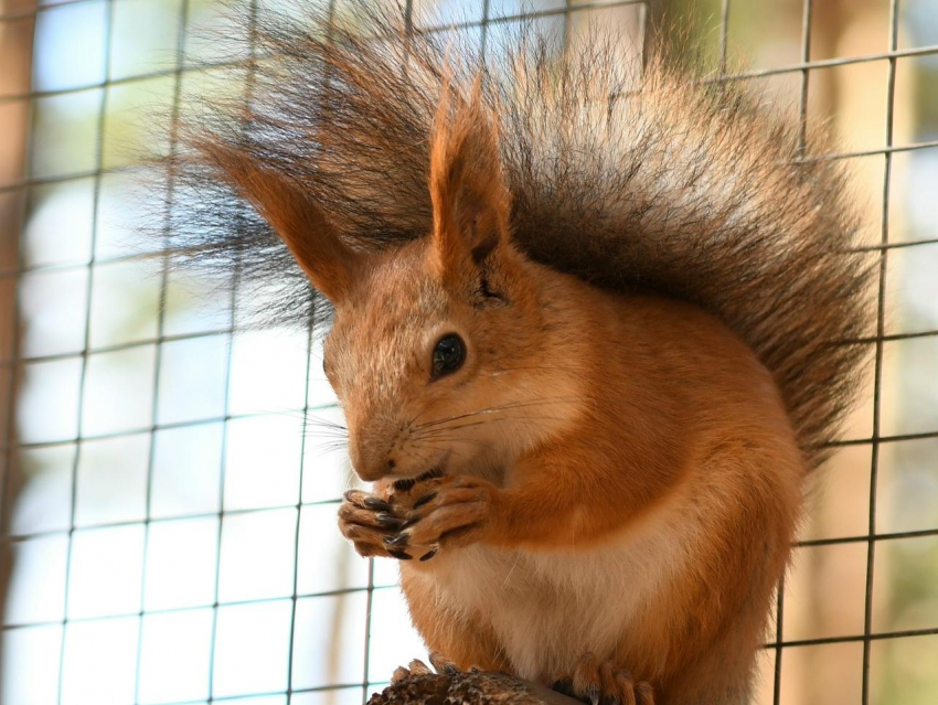 Милейшие приготовления воронежских белочек к зиме попали на видео