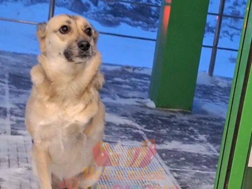«И радостно, и грустно», – собака с тремя лапами крайне взволновала жителей Воронежа