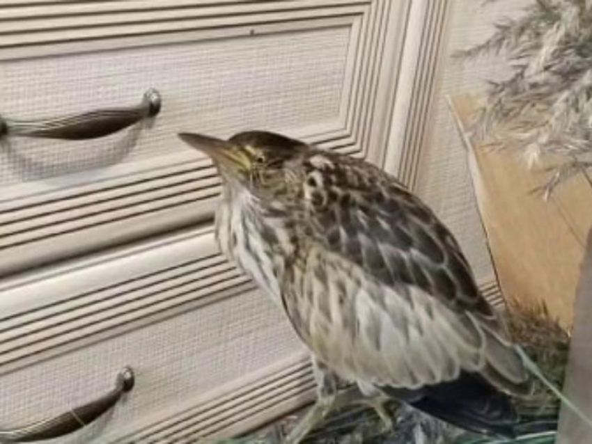 Птицу, обладающую жутким криком, обнаружили во дворе частного дома в Воронеже