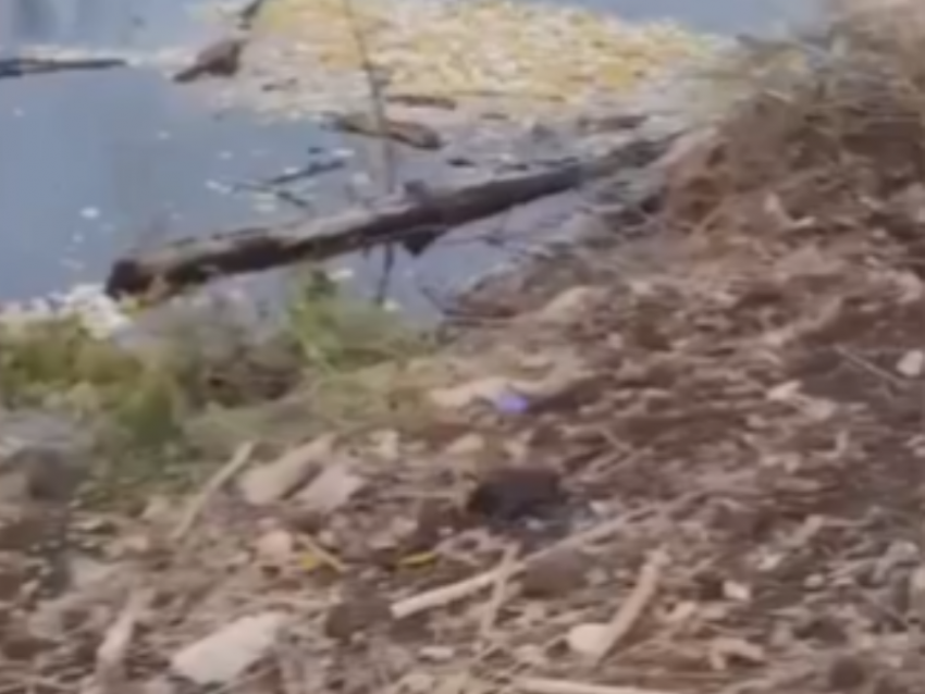 Берег воронежской реки завалили мусором ради благоустройства парка 