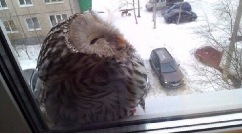 Подглядывающую за мужчиной через окно сову сфотографировали в Воронеже