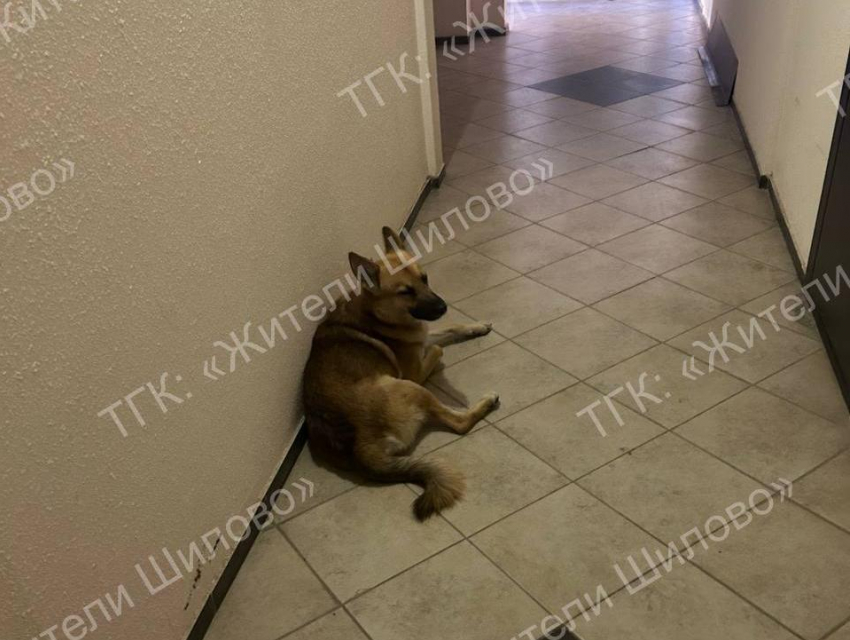 «Беспредел!»: крупная собака поселилась в подъезде Воронежа