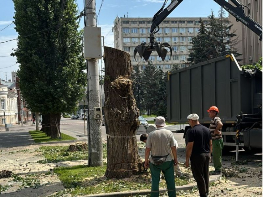 Мэрия разрешила застройщику уничтожить большие деревья в центре Воронежа