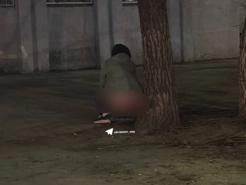 Собаки проиграли воронежанке конкуренцию за дерево