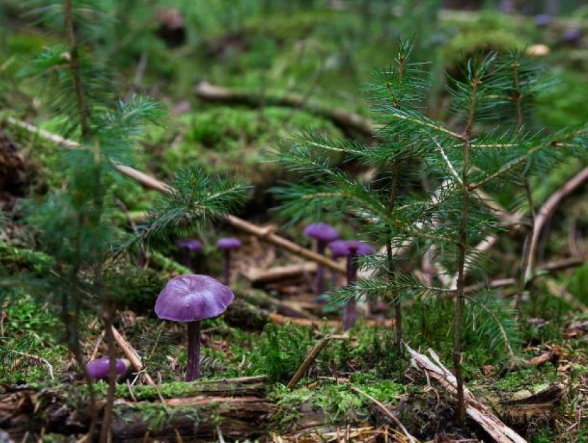 Воронежского грибника нашли мертвым в лесу