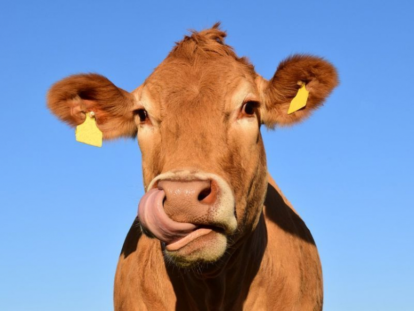 «Ростелеком» рассказал аграриям Воронежской области о мониторинге крупного рогатого скота