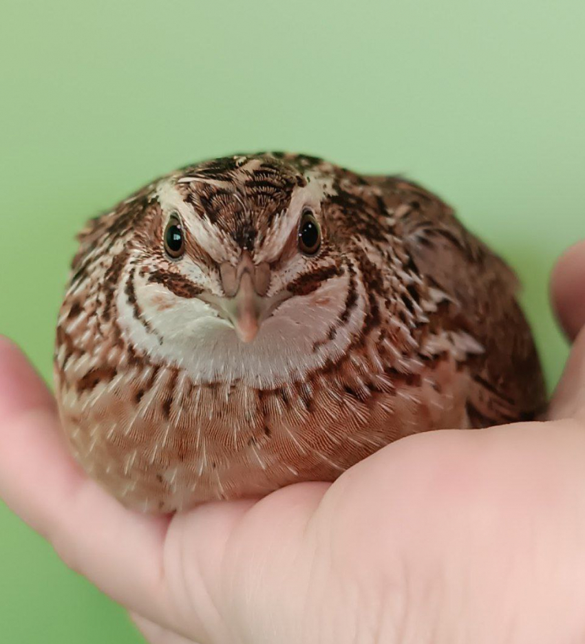 Приключения птички-театралки случились в Воронеже