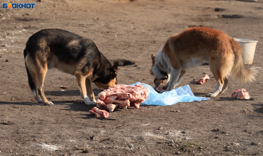 Корм для собак с витамином А закупит на пару миллионов воронежская мэрия 