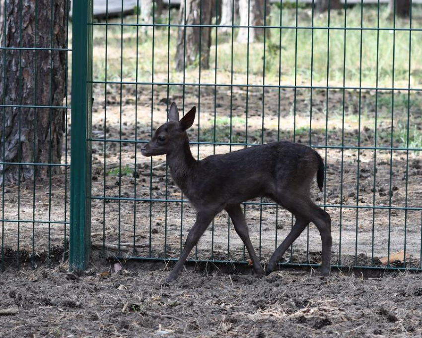 Очаровательный малыш лани родился в воронежской семье 