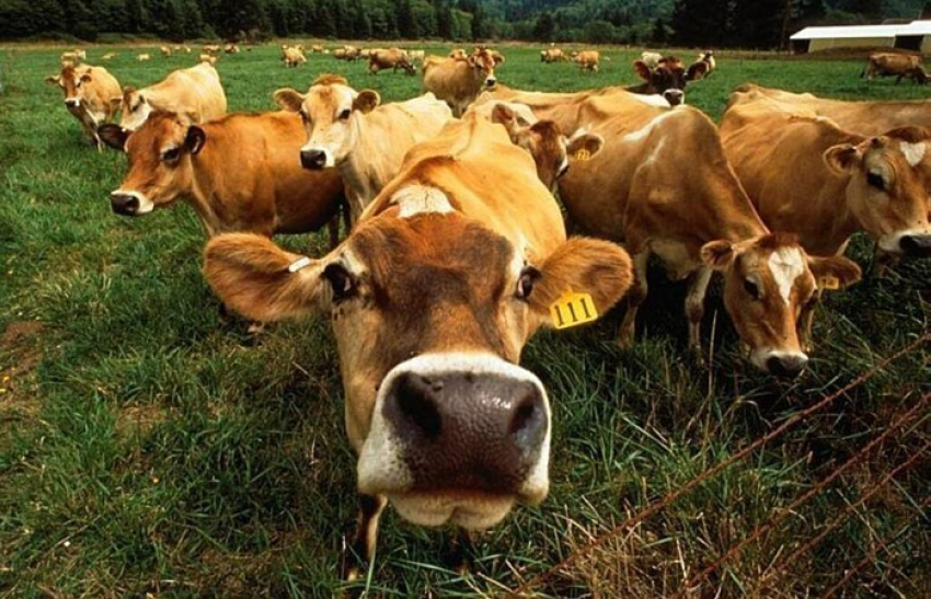 Почти 200 миллионов выделит центр на развитие мясного скотоводства Воронежской области
