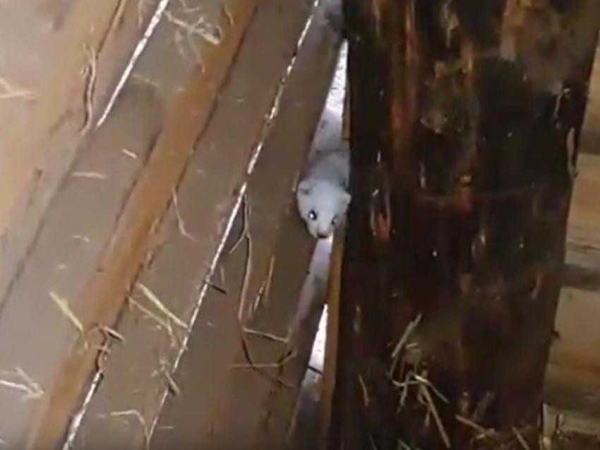 Похождения шустрой ласки показали на видео в Воронеже