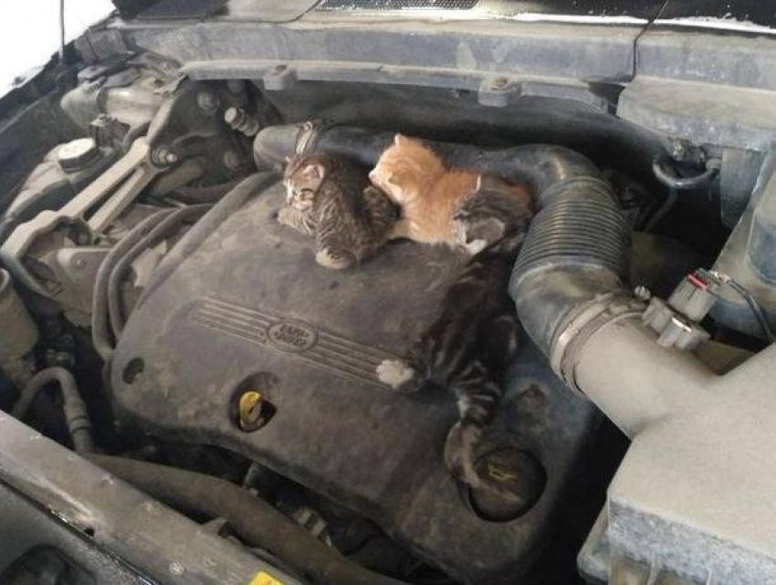 Воронежцы рассказали, как ездили с котятами под капотом машины
