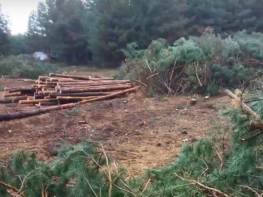 Крайне активные рубки леса заметили и записали на видео под Воронежем