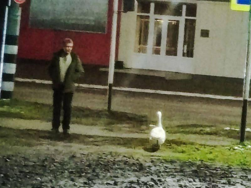 Прогулку с необычным домашним животным заметили в Воронежской области