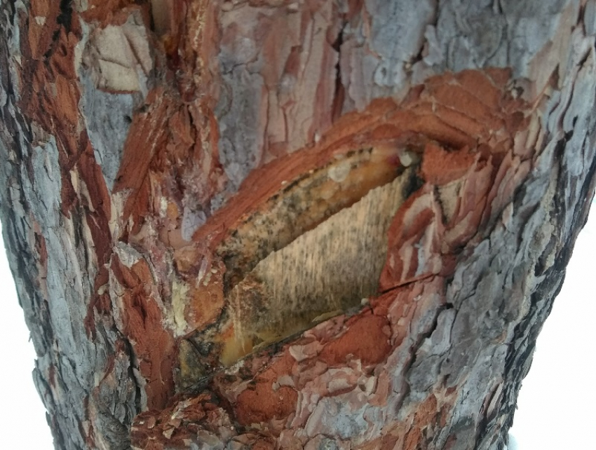 Новые отметины появились на деревьях Северного леса в Воронеже 