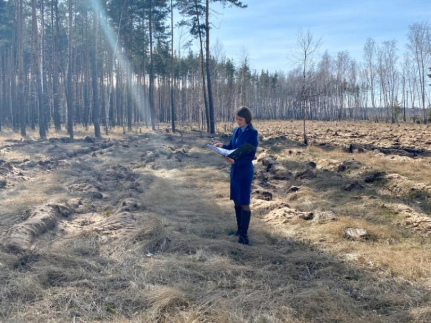 Прокуратура нашла неожиданного виновника массового уничтожения леса в Воронеже