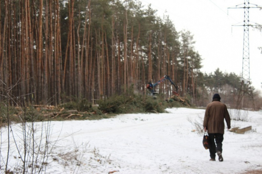 В Воронеже лесопарк Оптимист расчищают от деревьев (ФОТО)