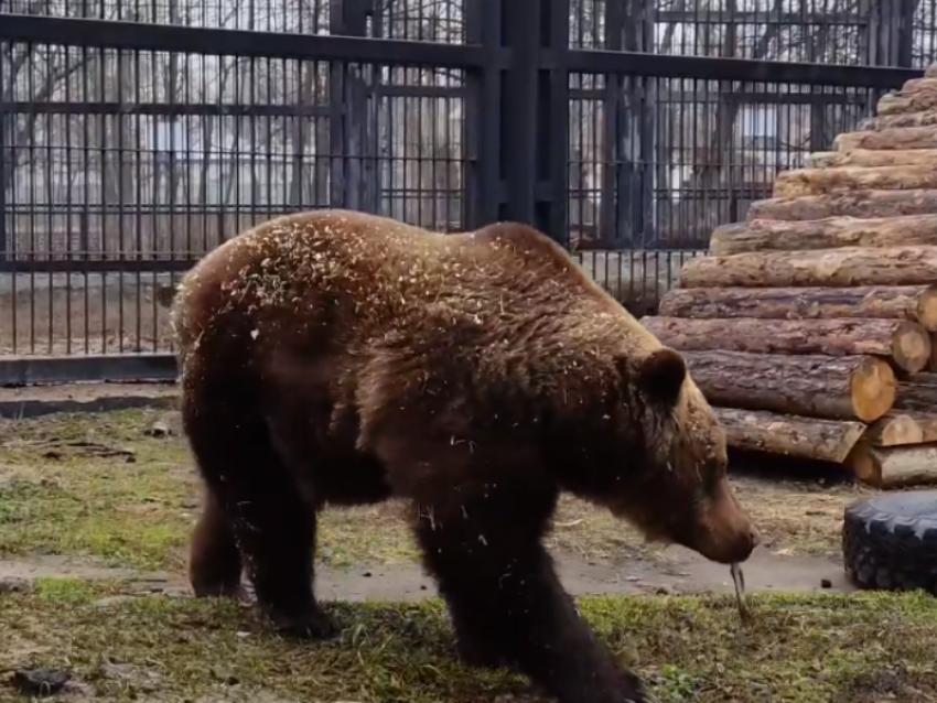 Настоящий приход весны показали на видео в Воронеже