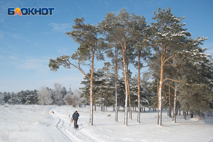 Природный заказник «Березовый яр» создают в Воронежской области