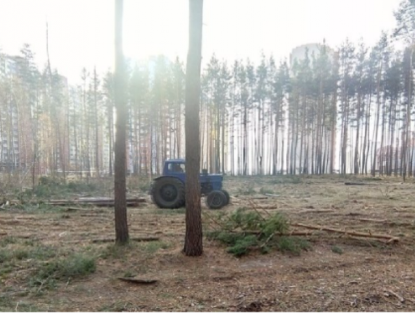Воронежцы просят Путина сохранить лес в Боровом