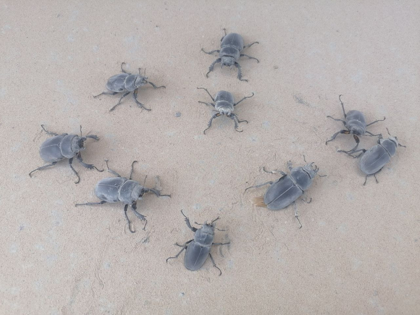 Нашествие жуков оленей заметили в Воронежской области