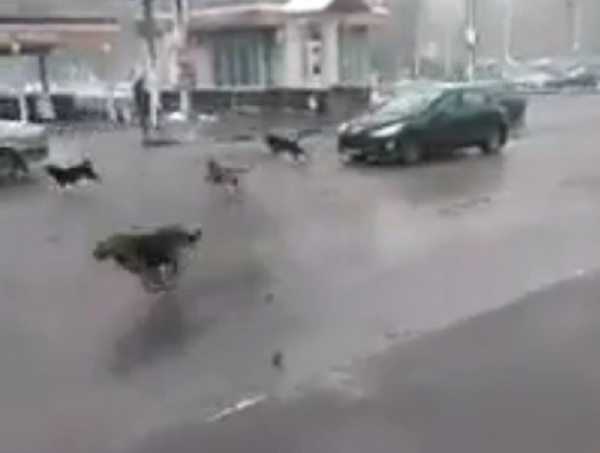 Воронежцы сняли на видео, как стая собак бросается на автомобили  