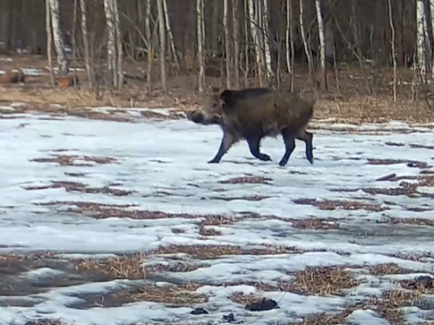 Веселого кабанчика и его друзей засняли на видео в Воронеже