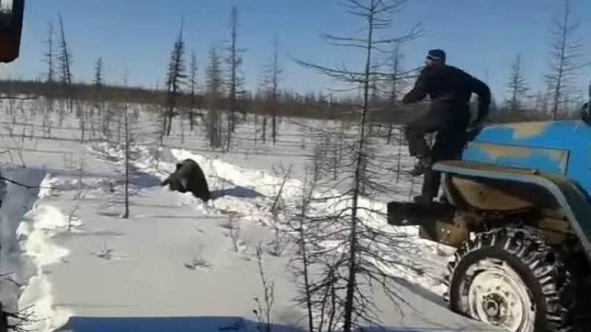 Житель Воронежа требует наказать жестоких живодёров, убивших бурого медведя в Якутии