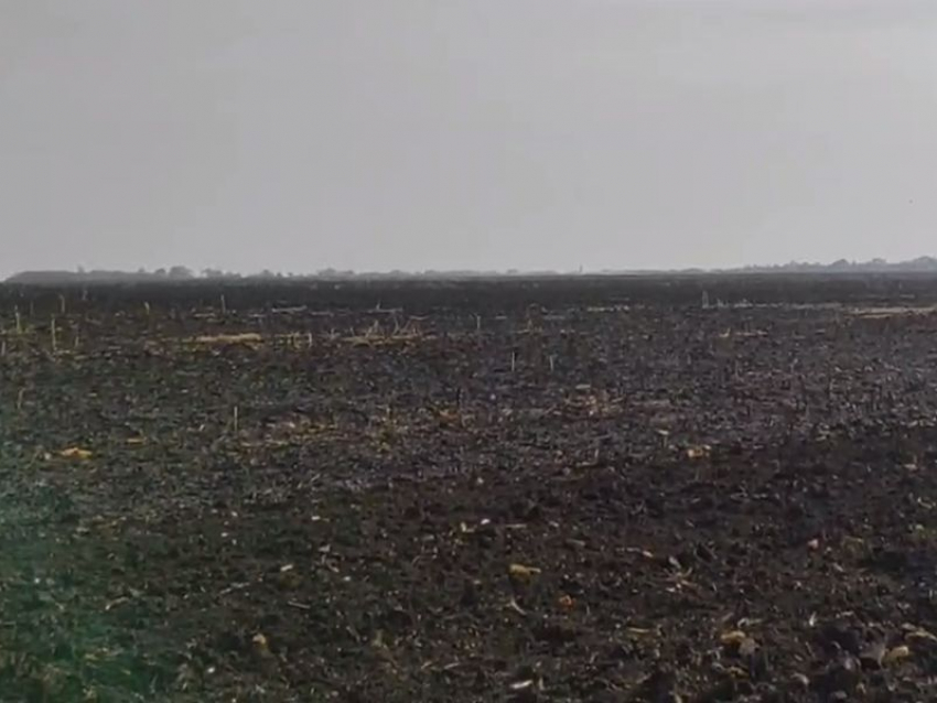 Последствия огненного апокалипсиса на кукурузном поле сняли на видео под Воронежем