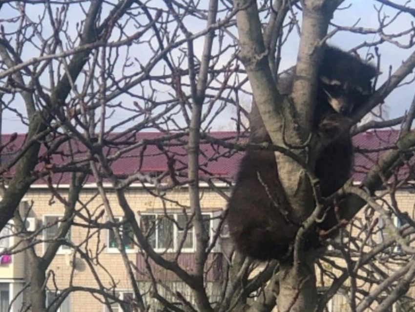 Самца без конечности обнаружили на дереве под Воронежем