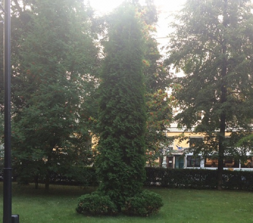 Фаллические деревья украшают главный сквер Воронежа 
