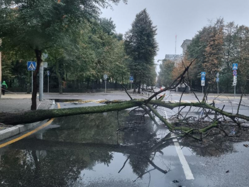 Упавшее дерево перегородило проезжую часть в центре Воронежа
