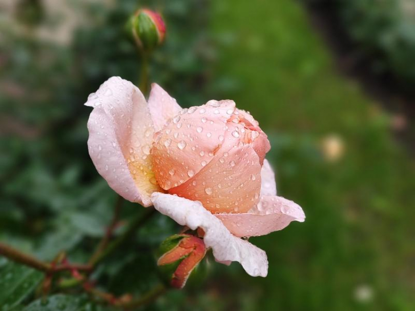 Блокирующий антициклон ушел: какой будет погода в августе, рассказал главный метеоролог Воронежа 