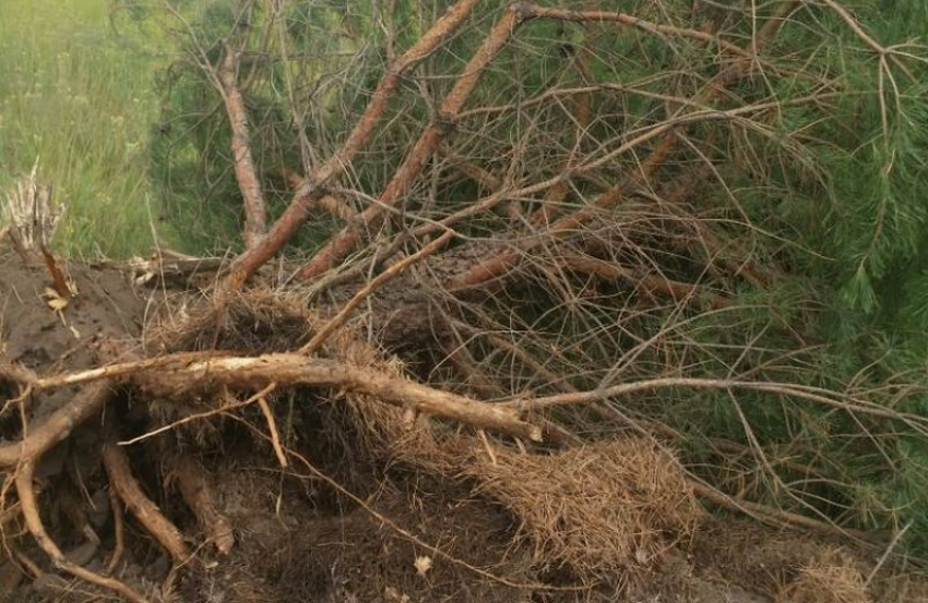 Воронежцы сообщили о зверском уничтожении деревьев в заповедной зоне