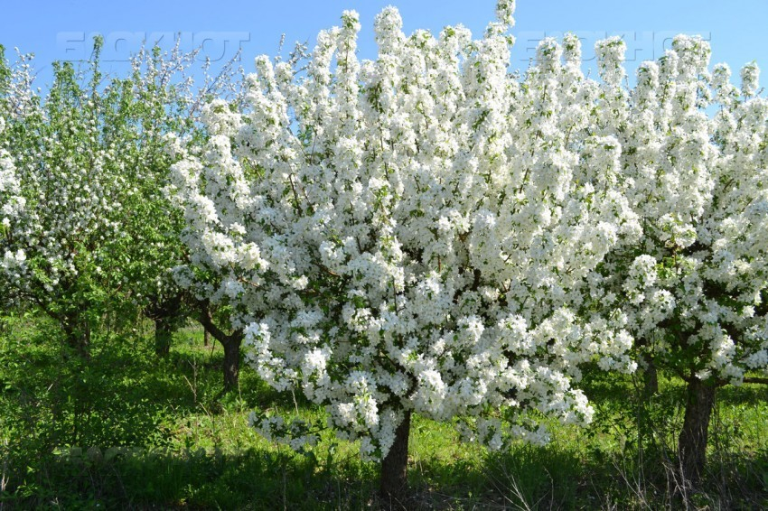 Делу о хищении яблоневого сада Воронежа остался один шаг до суда