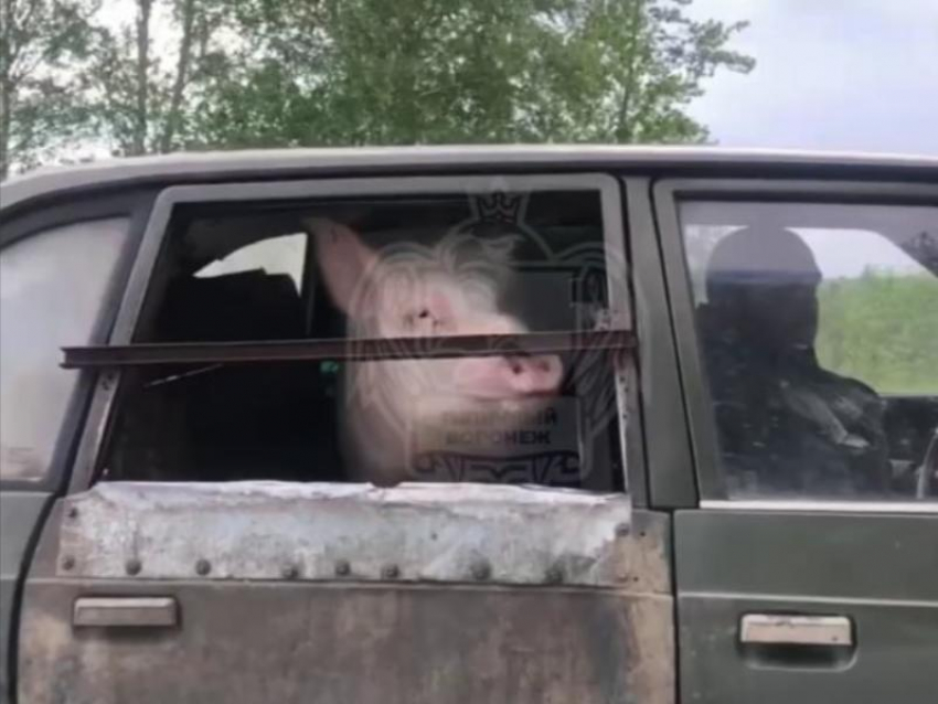 Хрюкающего пассажира заметили на дороге в Воронеже