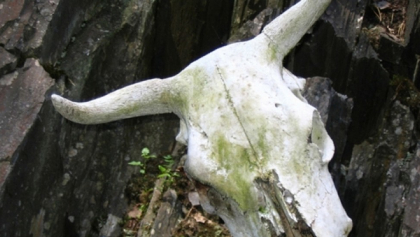 В Воронежской области нарушили правила утилизации биологических отходов