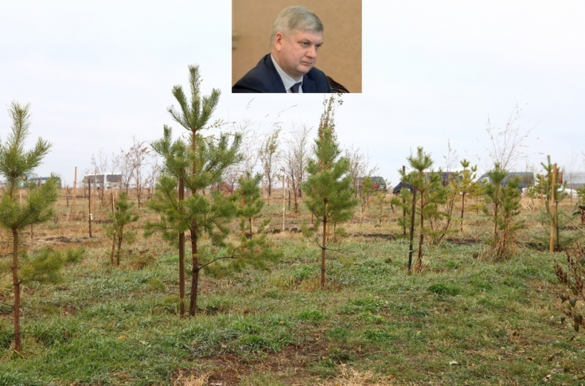 Александр Гусев предлагает воронежским бизнесменам присоединиться к акции «Лес Победы» 
