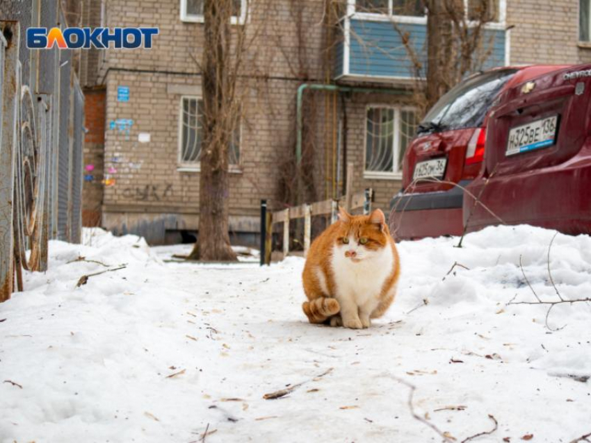 Остаток последней рабочей недели января будет снежным в Воронеже 