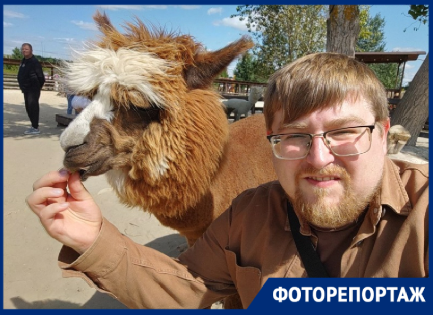 Как проходит фестиваль альпак под Воронежем