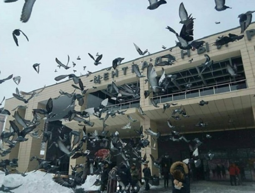 Атаку голубей на посетителей Центрального рынка сняли в Воронеже 