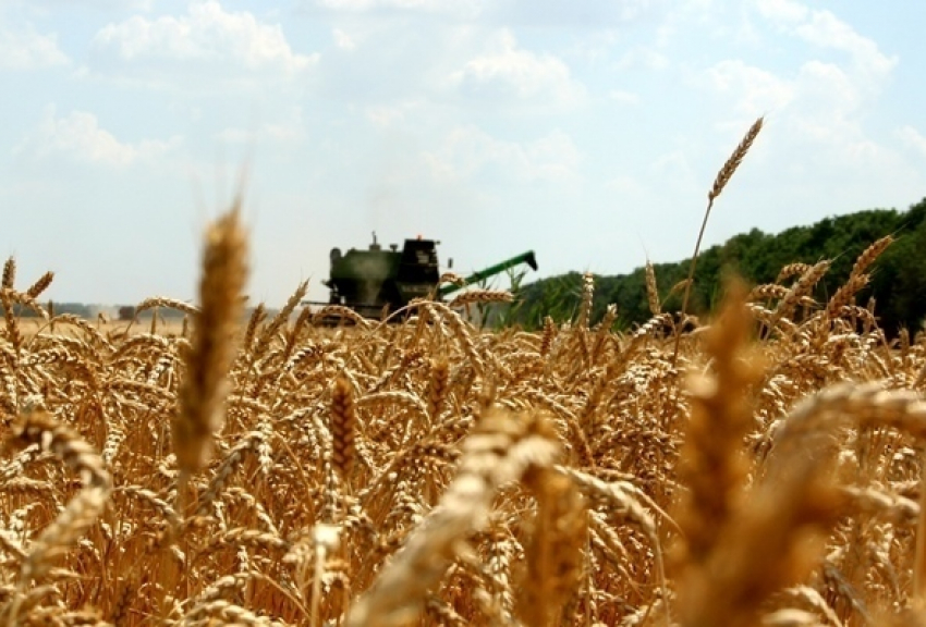 Воронежские аграрии впервые в истории собрали более 4 миллионов тонн зерна за 25 суток