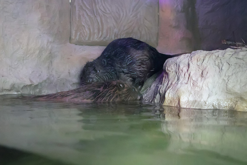 В Воронежском заповеднике двух бобров выпустили в большой аквариум