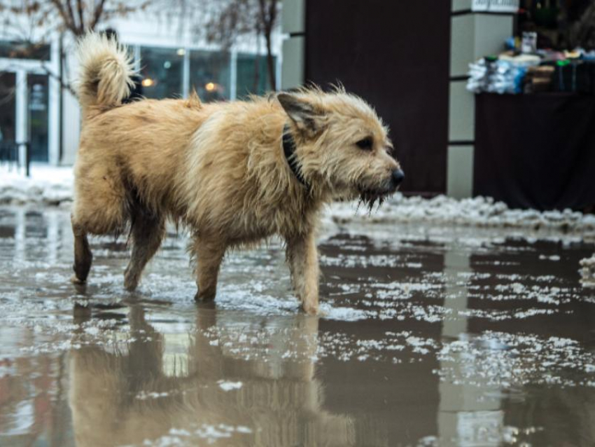 Об отравлении собак ядом предупредили воронежцев из Центрального района 
