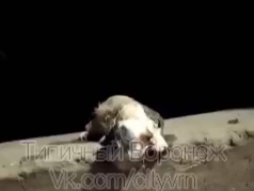 Смыли в унитаз: жестокий поступок над котенком совершили жители Воронежа